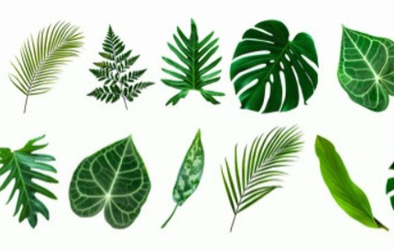 家居植物裝飾,植物寓意